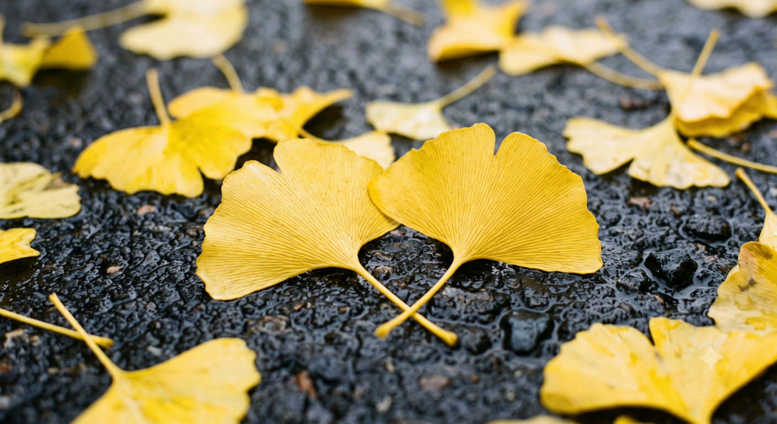 Fan-shaped yellow ginkgo leaves on wet dark pavement with visible radiating veins